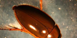 Водолюбы – мирные жуки, которых содержат в аквариумах