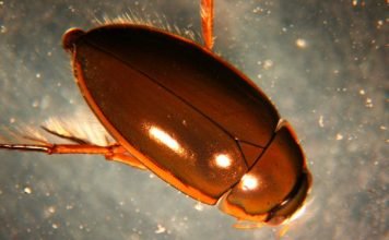 Водолюбы – мирные жуки, которых содержат в аквариумах