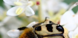 Восковик – блестящий жук