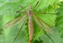 Вредная, или болотная долгоножка