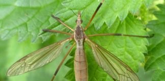 Вредная, или болотная долгоножка