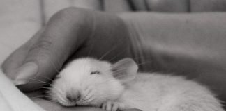 Как следить за здоровьем домашней крысы?