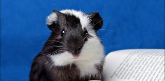 Здоровье морской свинки