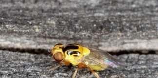 Зеленоглазка – муха-вредитель