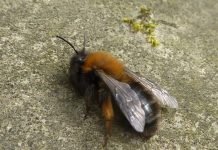 Земляные пчелы