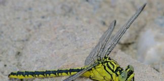 Дедка желтоногий – крупная стрекоза