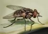 Жигалка осенняя – кусающаяся муха