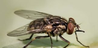 Жигалка осенняя – кусающаяся муха