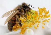 Стадии жизни медоносных пчел