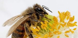 Стадии жизни медоносных пчел