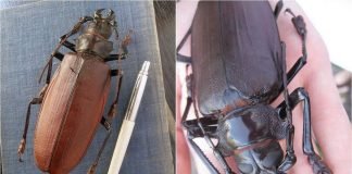 Жуки-дровосеки или жуки-усачи