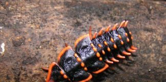 Жуки-трилобиты – вымершие морские членистоногие?