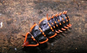 Жуки-трилобиты – вымершие морские членистоногие?