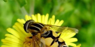 Журчалки — луковые мушки