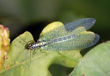 Златоглазки — насекомые, поедающие вредителей