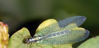 Златоглазки — насекомые, поедающие вредителей