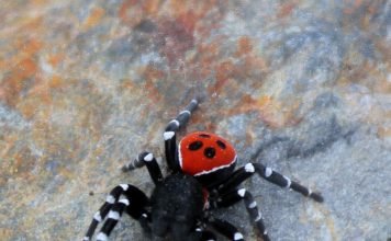 Паук божья коровка: внешний вид, образ жизни и размножение