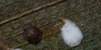 Щитовка – разновидность тли