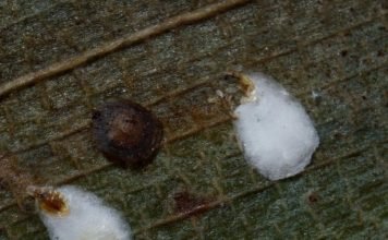 Щитовка – разновидность тли