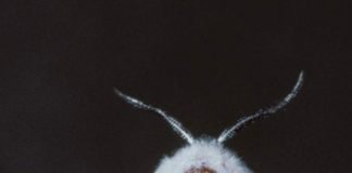 Американская белая бабочка: описание насекомого