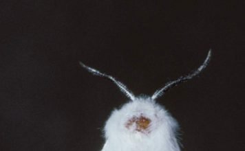 Американская белая бабочка: описание насекомого