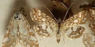 Огневка: фото, описание бабочки