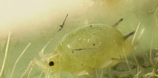 Бахчевая тля – всеядное насекомое и переносчик вирусов