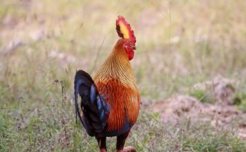 Джунглевая курица (банкивский петух) — священная солнечная птица