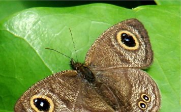 Бархатницы – бархатные бабочки