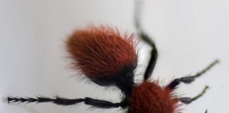 Осы-немки или пушистые осы