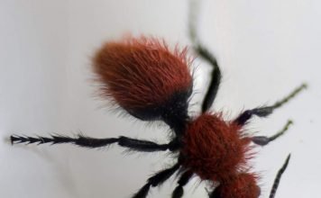 Осы-немки или пушистые осы