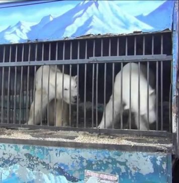 Состоялся дебют русских белых медведей в бразильском зоопарке