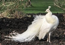 Сенсация: в московском зоопарке появился белый павлин