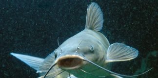 Явление биоакустики у рыб: наблюдения, факты, теории