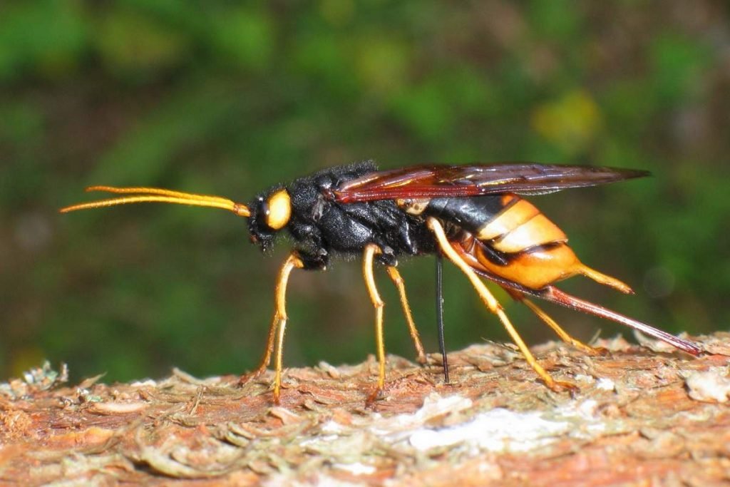 Большой хвойный рогохвост (Urocerus gigas).