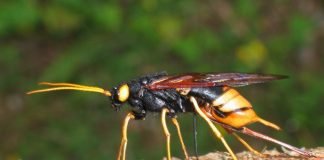 Рогохвост большой хвойный