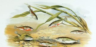 Брачные отношения у рыб