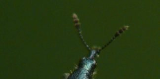 Букарка. Образ жизни самого маленького долгоносика