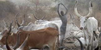 Быки у разных народов мира: культура и религия