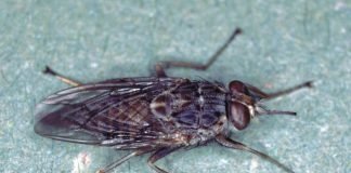 Что мы знаем о цеце? Чем знаменита эта муха?