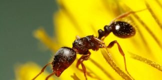 Дерновый муравей: фото, описание