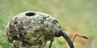 Долгоносики или слоники – вредители растений