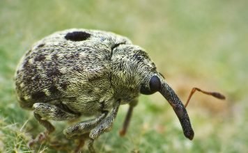 Долгоносики или слоники – вредители растений