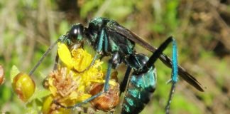 Помпил – оса, нападающая на пауков