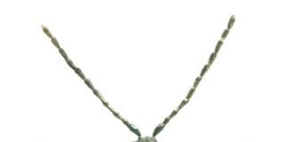 Дубовая блошка – микроскопический листоед