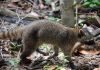 Енот-ракоед: фото, описание животного