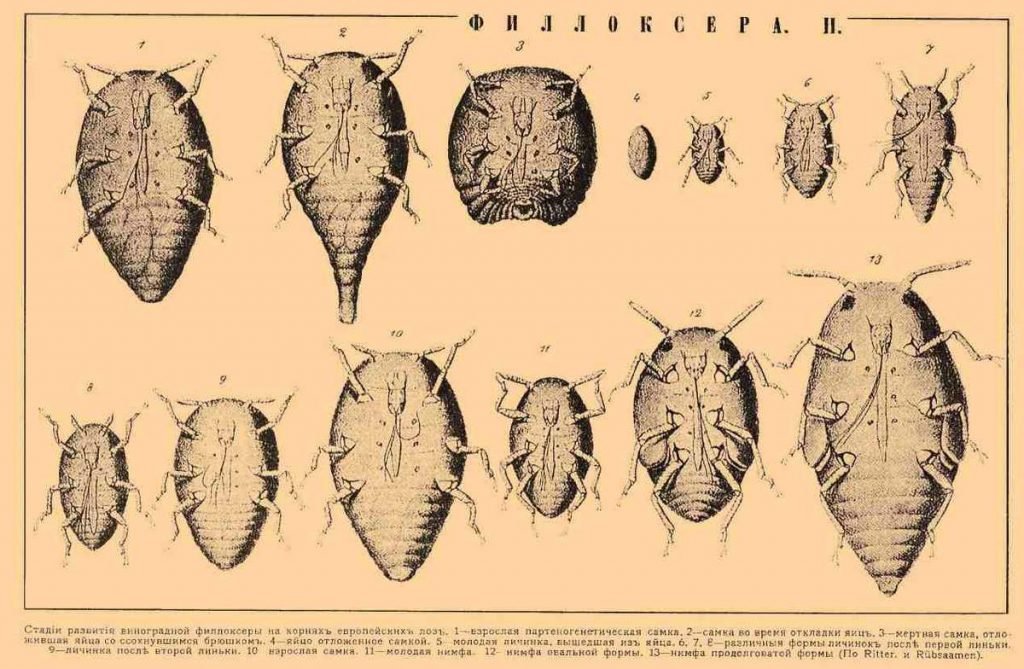 Виноградная филлоксера (Dactylosphaera vitifoliae).