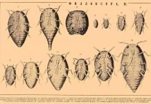 Филлоксера виноградная – уничтожитель виноградной лозы