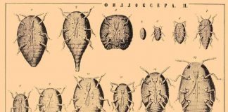 Филлоксера виноградная – уничтожитель виноградной лозы