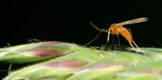 Галлицы: виды, описание, фото